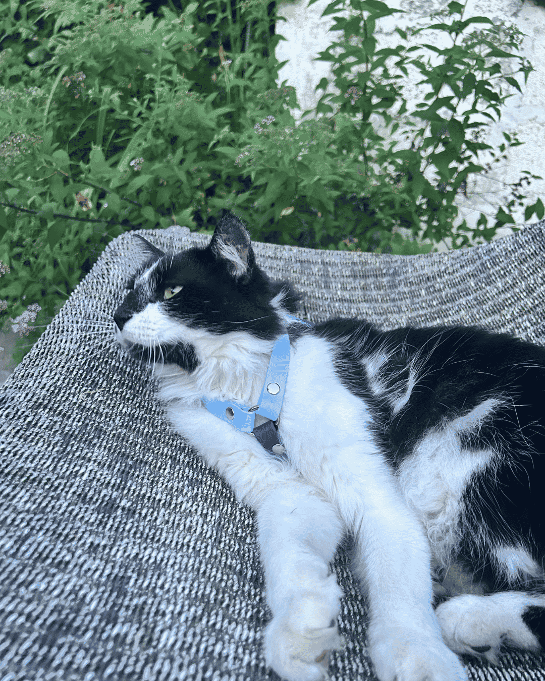 HARNAIS CHATS